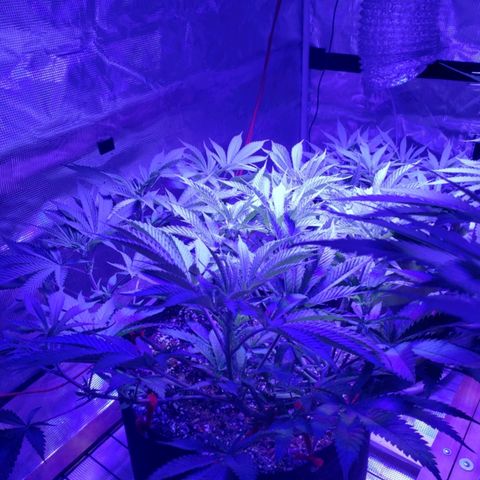 Candyland_BlackPot growlog timeline photo