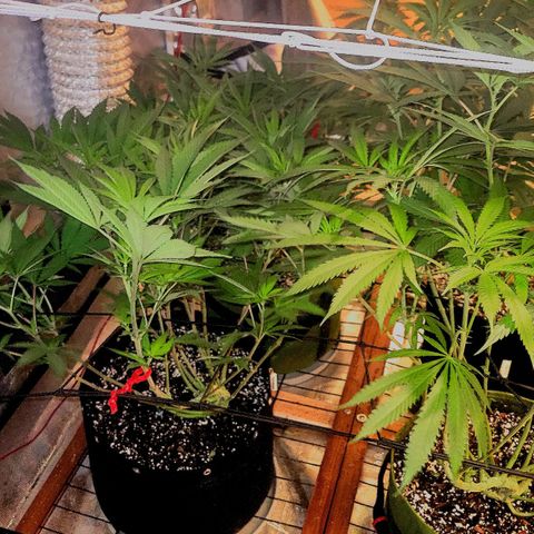 Candyland_BlackPot growlog timeline photo