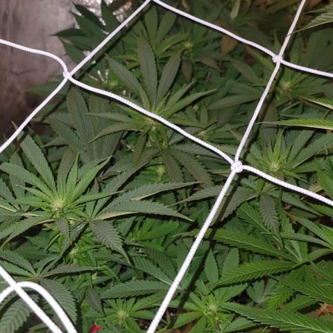 Candyland_BlackPot growlog timeline photo