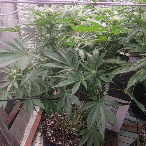 Candyland_BlackPot growlog timeline photo