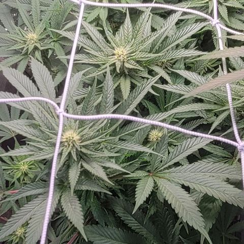 Candyland_BlackPot growlog timeline photo