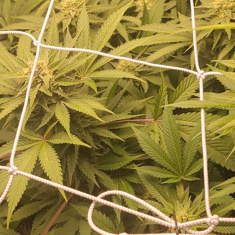 Candyland_BlackPot growlog timeline photo