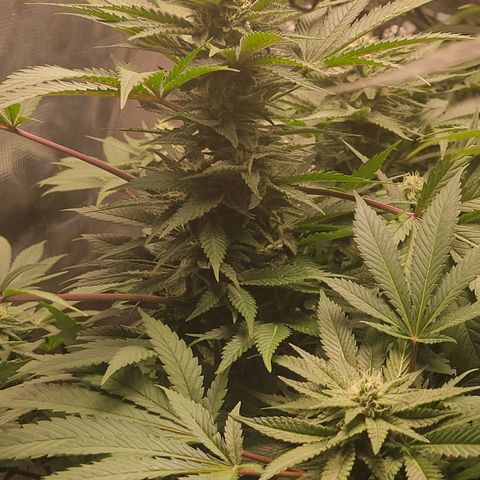Candyland_BlackPot growlog timeline photo