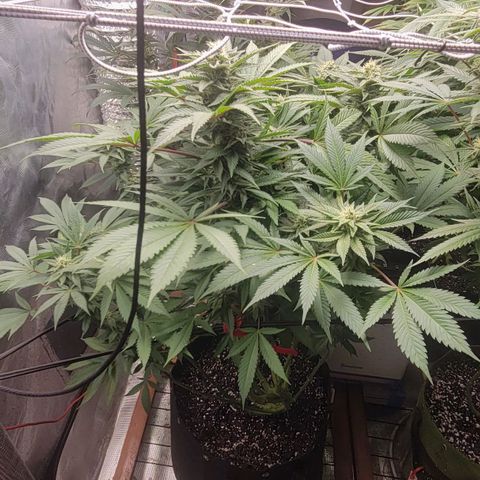 Candyland_BlackPot growlog timeline photo