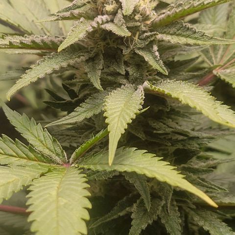 Candyland_BlackPot growlog timeline photo
