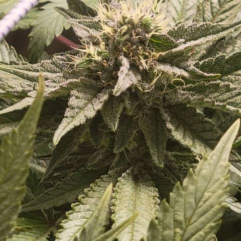 Candyland_BlackPot growlog timeline photo