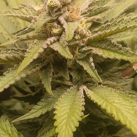 Candyland_BlackPot growlog timeline photo