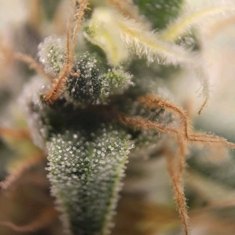 Candyland_BlackPot growlog timeline photo