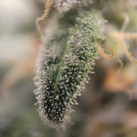 Candyland_BlackPot growlog timeline photo
