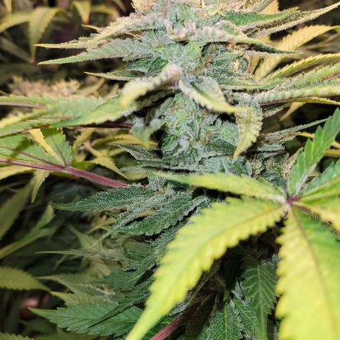 Candyland_BlackPot growlog timeline photo