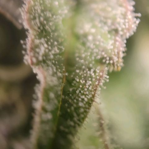 Candyland_BlackPot growlog timeline photo