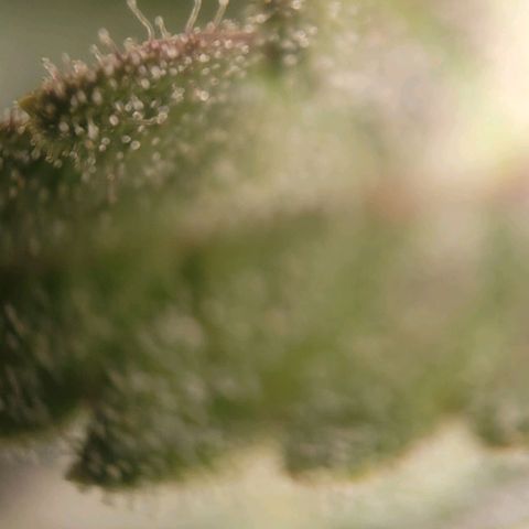 Candyland_BlackPot growlog timeline photo