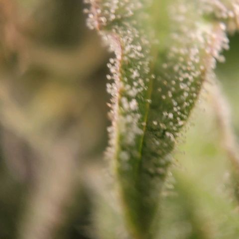 Candyland_BlackPot growlog timeline photo