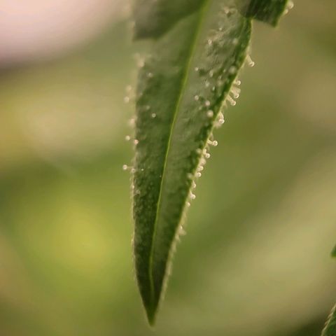 Candyland_BlackPot growlog timeline photo