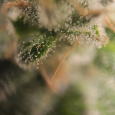 Candyland_BlackPot growlog timeline photo