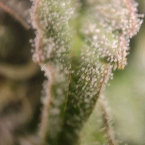 Candyland_BlackPot growlog timeline photo