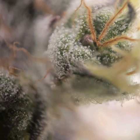Candyland_BlackPot growlog timeline photo
