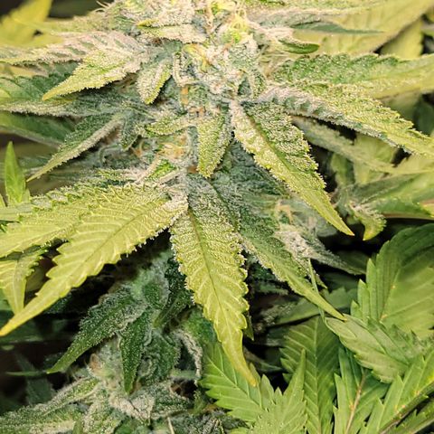 Candyland_BlackPot growlog timeline photo