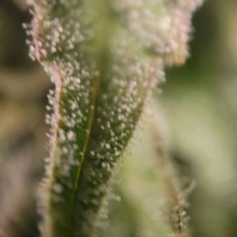 Candyland_BlackPot growlog timeline photo