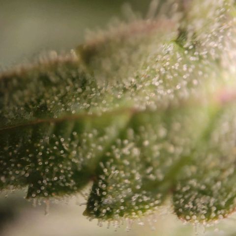 Candyland_BlackPot growlog timeline photo