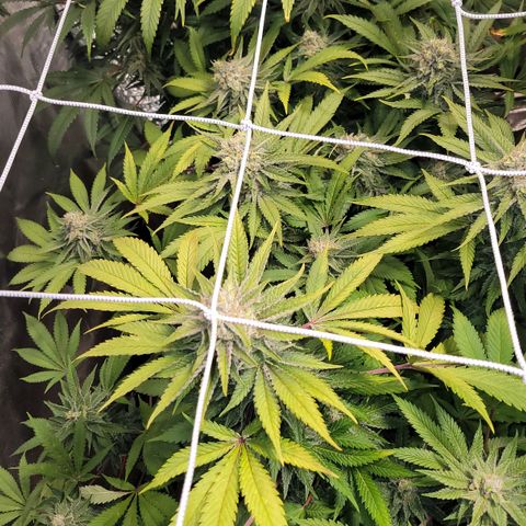 Candyland_BlackPot growlog timeline photo