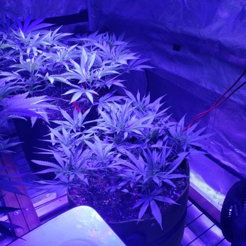 Candyland_GreenPot growlog timeline photo