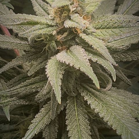 Candyland_GreenPot growlog timeline photo
