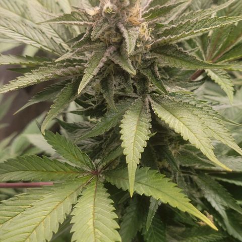 Candyland_GreenPot growlog timeline photo