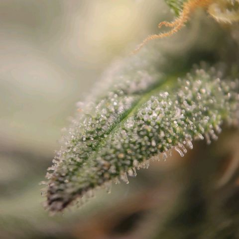 Candyland_GreenPot growlog timeline photo