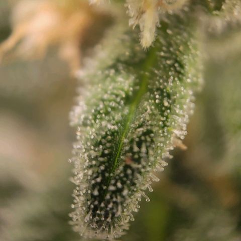 Candyland_GreenPot growlog timeline photo