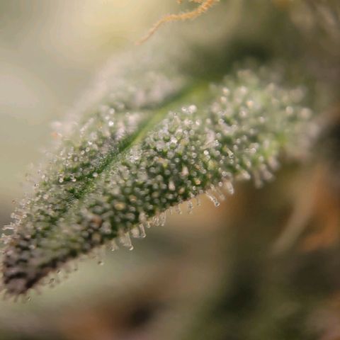 Candyland_GreenPot growlog timeline photo