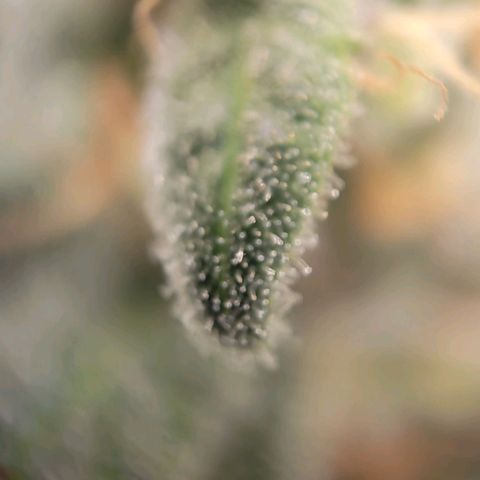 Candyland_GreenPot growlog timeline photo