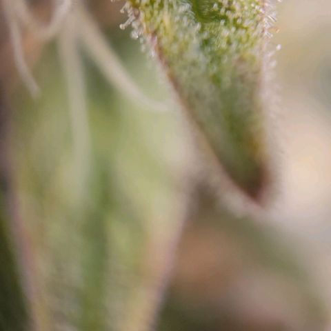 Candyland_GreenPot growlog timeline photo