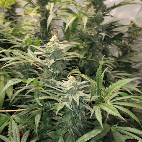 Candyland_GreenPot growlog timeline photo