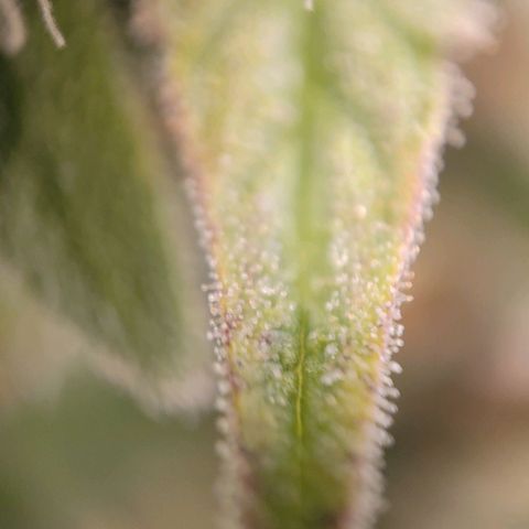 Candyland_GreenPot growlog timeline photo