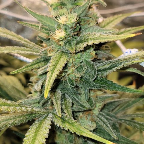 Candyland_GreenPot growlog timeline photo