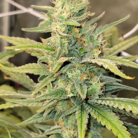 Candyland_GreenPot growlog timeline photo
