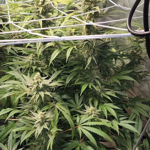 Candyland_GreenPot growlog timeline photo