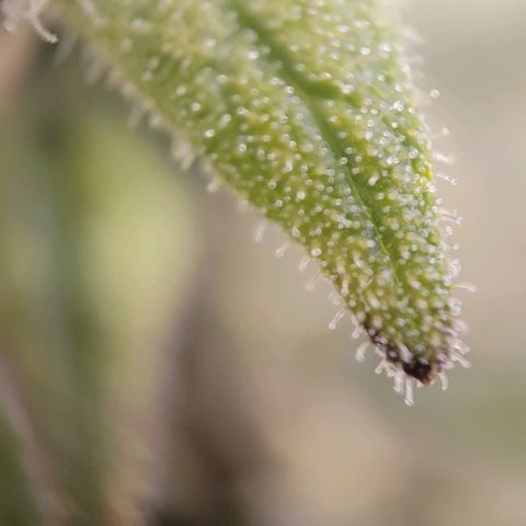 Candyland_GreenPot growlog timeline photo