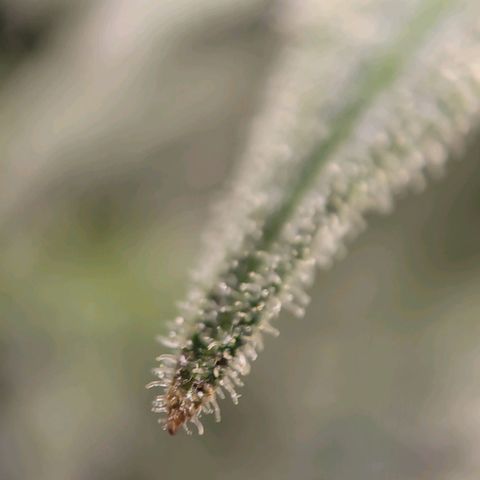 Candyland_GreenPot growlog timeline photo