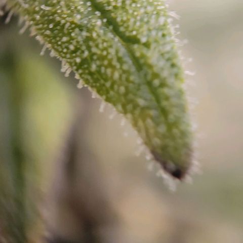 Candyland_GreenPot growlog timeline photo