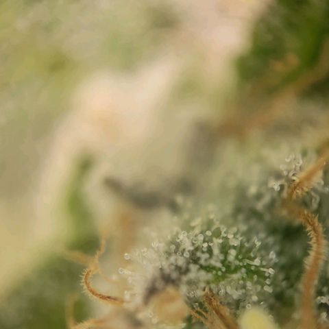 Candyland_BlackPot growlog timeline photo