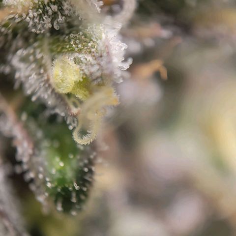 Candyland_BlackPot growlog timeline photo