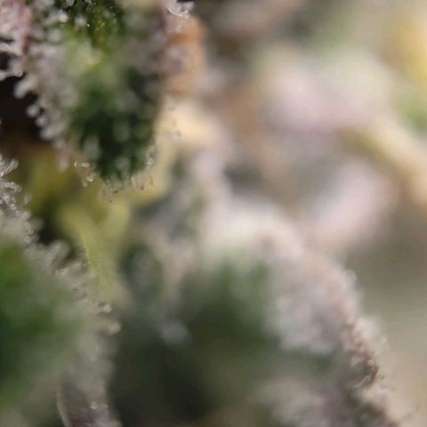 Candyland_BlackPot growlog timeline photo