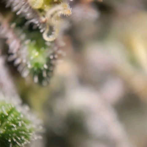 Candyland_BlackPot growlog timeline photo