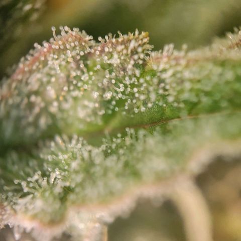 Candyland_BlackPot growlog timeline photo