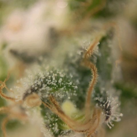 Candyland_BlackPot growlog timeline photo