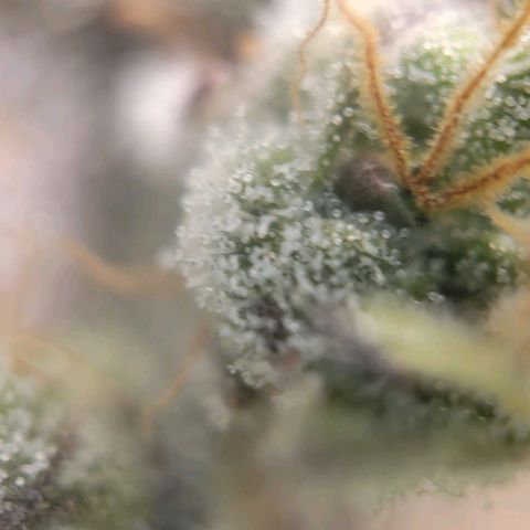 Candyland_BlackPot growlog timeline photo