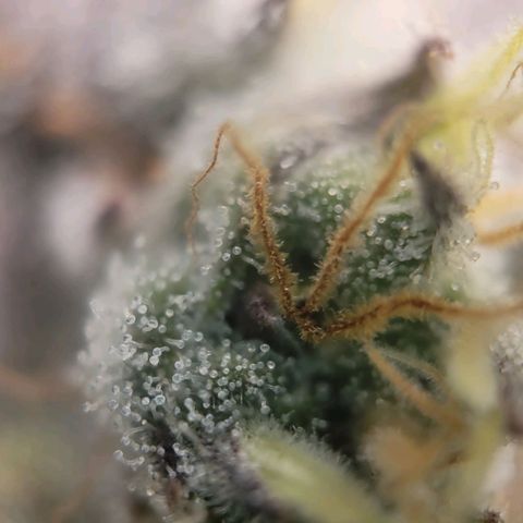 Candyland_BlackPot growlog timeline photo