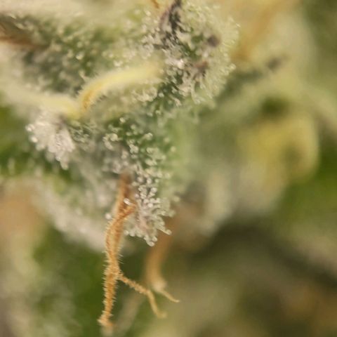Candyland_BlackPot growlog timeline photo